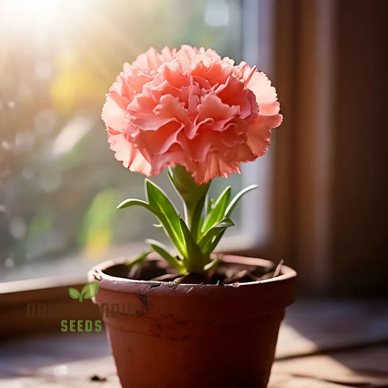 Carnation Pink Flower Seeds Classic Blooms for Timeless Garden Elegance, Premium Flower Seeds for Planting and Gardening Delight