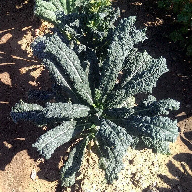 Chou frisé 'Lacinato'