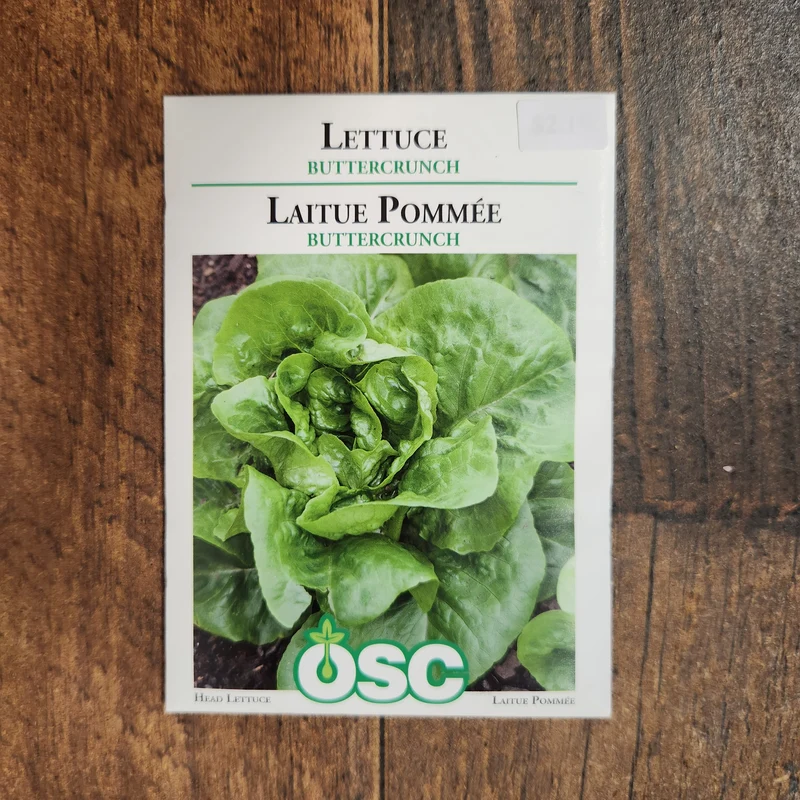 Laitue boston 'Buttercrunch'