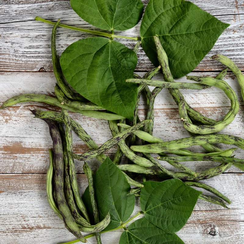 Haricot grimpant 'Rattlesnake'