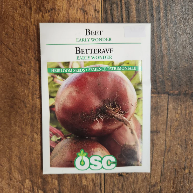 Betterave 'Early Wonder'