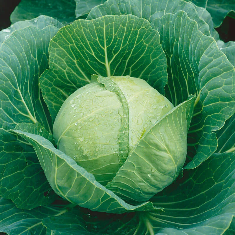 Chou 'Golden Acre'
