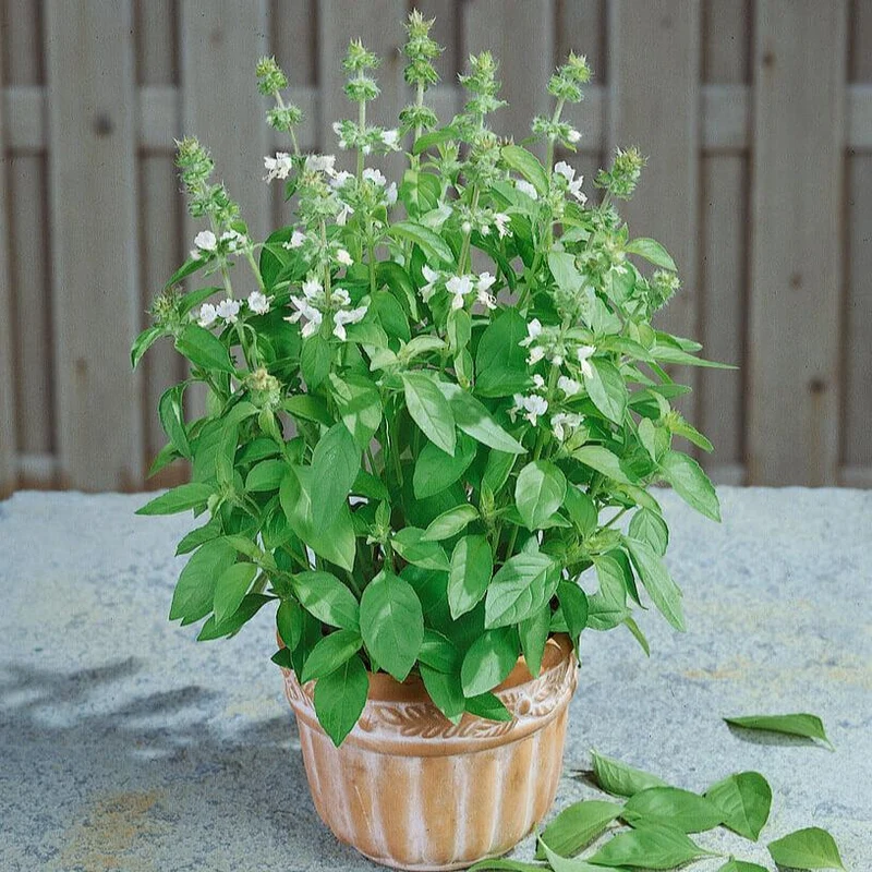 Basilic citronné 'Sweet Dani'