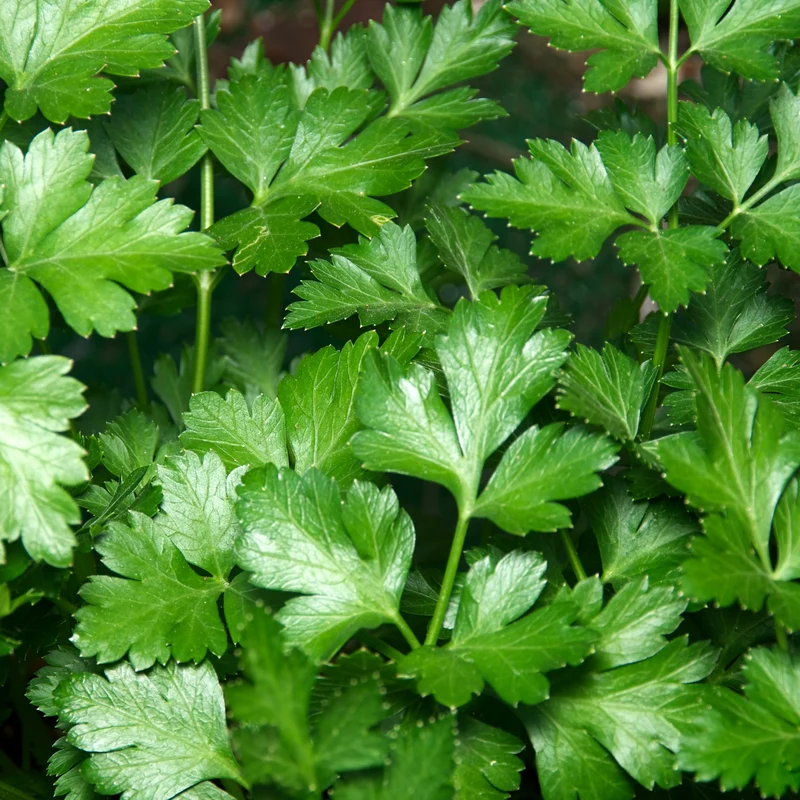 Persil Italien à feuilles simples