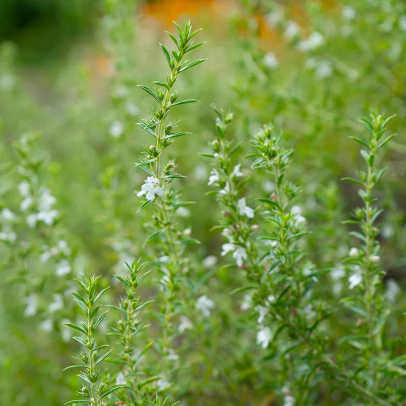 Sarriette d'été