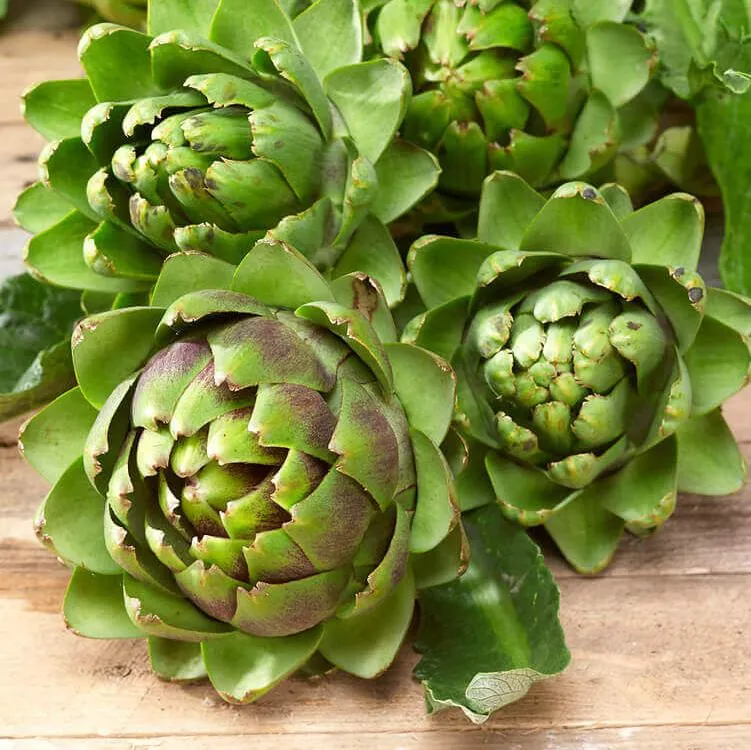 Artichaut 'Green Globe'