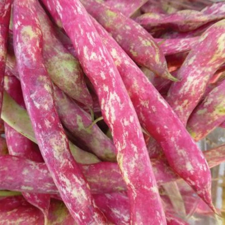 Haricot nain 'Horticultural Taylor'