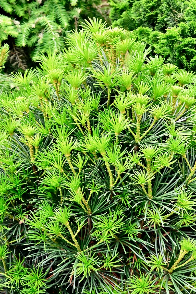 Pin parapluie du Japon ‘Propeller’ ( Sciadopitys verticillata ‘Propeller’)