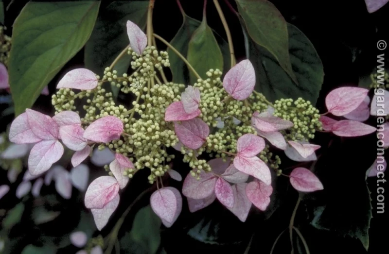 Fausse vigne grimpante ‘Roseum’ ( Schizophragma hydrangeoides ‘Roseum’)