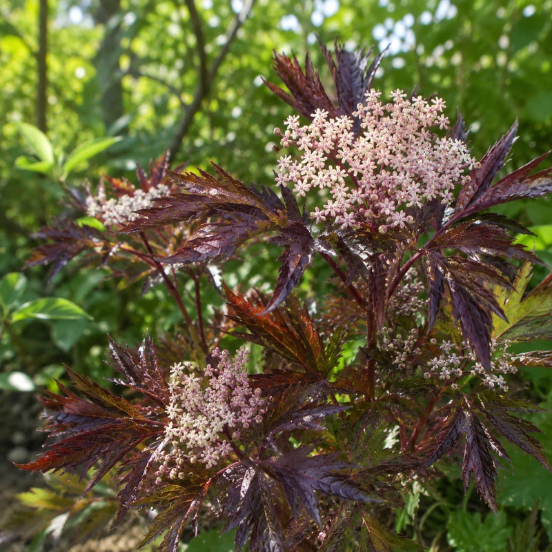 Sureau noir ‘Serenade’ ( Sambucus nigra ‘Serenade’)