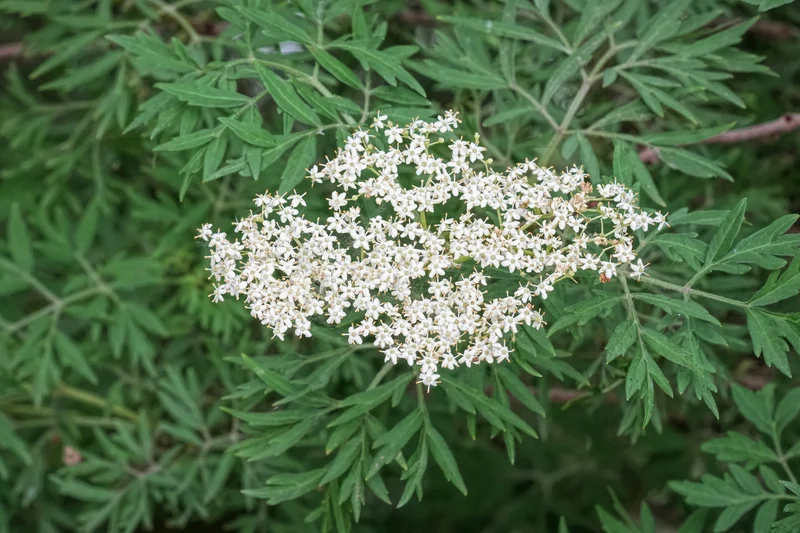 Sureau noir lacinié ‘Laciniata’ ( Sambucus nigra ‘Laciniata’)