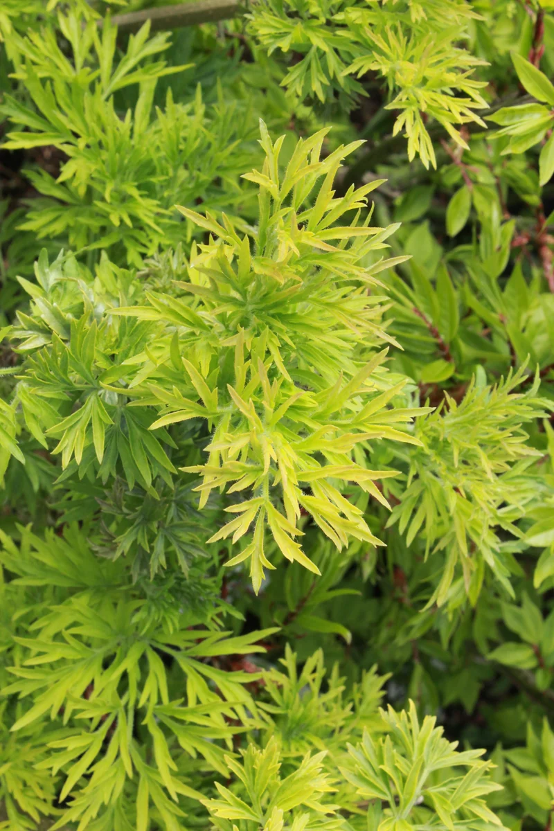 Sureau noir colonnaire doré ‘Golden Tower’ ( Sambucus nigra ‘Golden Tower’)