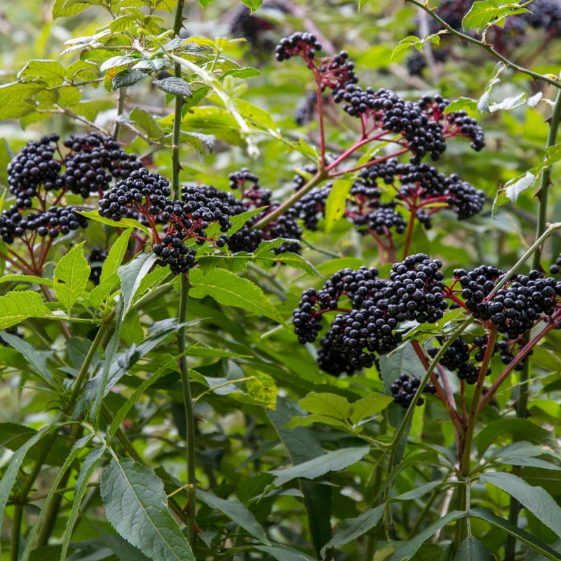 Sureau du Canada ‘Scotia’ ( Sambucus canadensis ‘Scotia’)