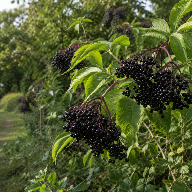 Sureau du Canada ‘Johns’ ( Sambucus canadensis ‘Johns’)