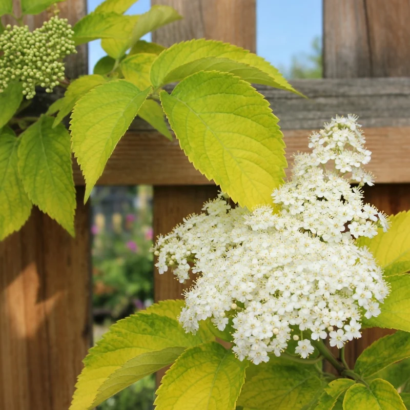 Sureau du Canada doré ‘Aureus’ ( Sambucus canadensis ‘Aureus’)