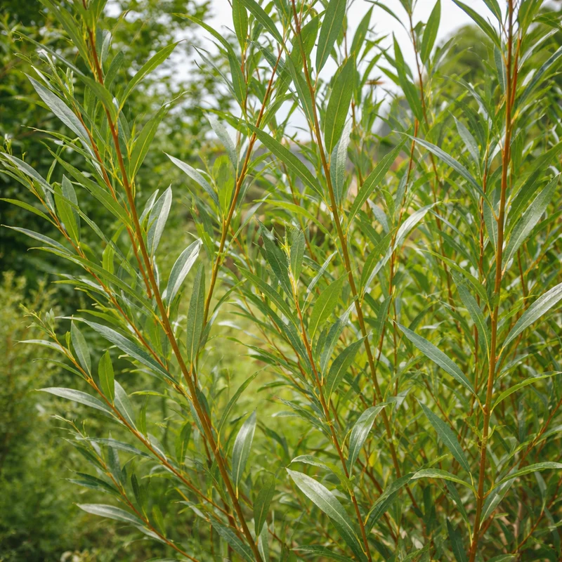 Saule des vanniers ( Salix viminalis )