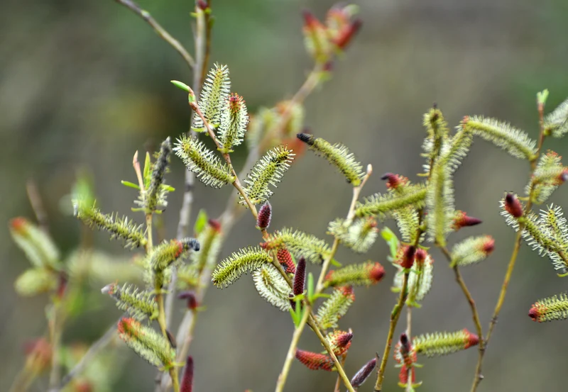 Saule pleureur nain ‘Pendula’ ( Salix purpurea ‘Pendula’)