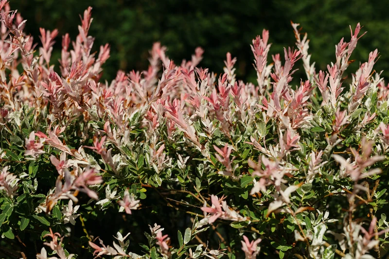 Saule Flamingo ( Salix integra ‘Flamingo’)