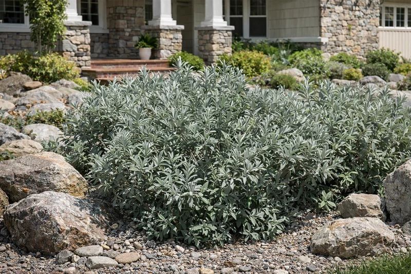 Saule nain argenté ‘Iceberg Alley’ ( Salix ‘Iceberg Alley’)