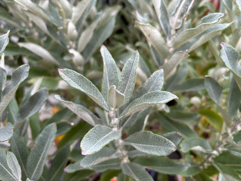 Saule nain argenté ‘Iceberg Alley’ ( Salix ‘Iceberg Alley’)