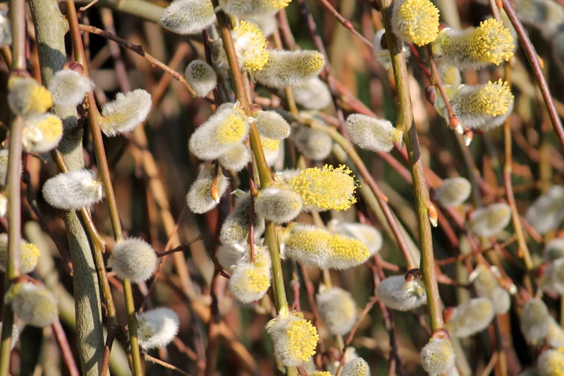Saule marsault pleureur ‘Pendula’ ( Salix caprea ‘Pendula’)