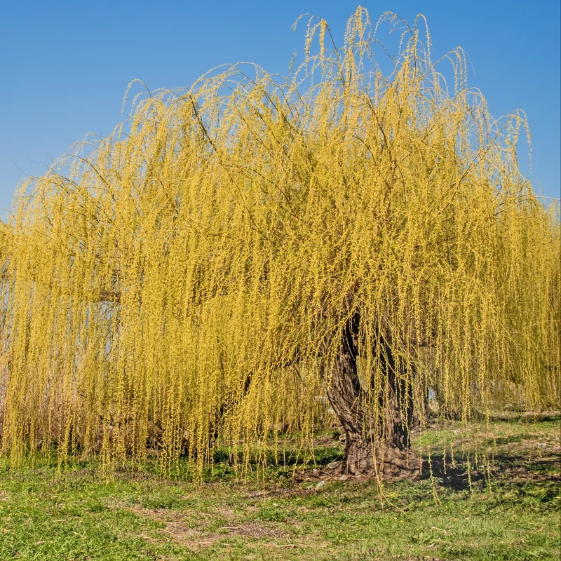 Saule blanc pleureur ‘Tristis’ ( Salix alba ‘Tristis’)