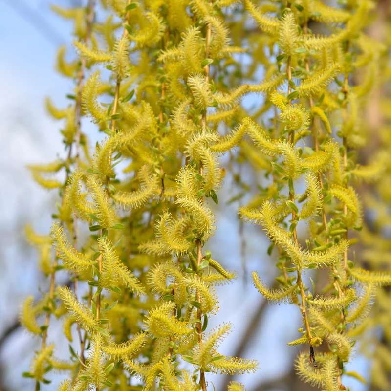 Saule blanc pleureur ‘Tristis’ ( Salix alba ‘Tristis’)