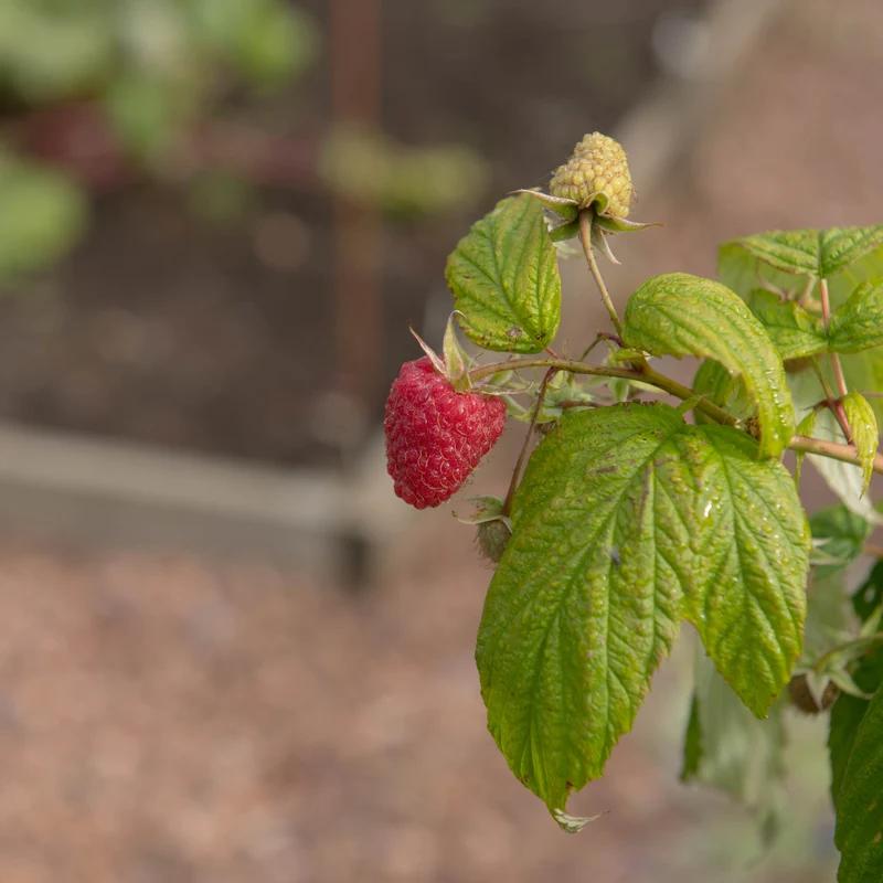 Framboisier remontant ‘Polka’ ( Rubus idaeus ‘Polka’)