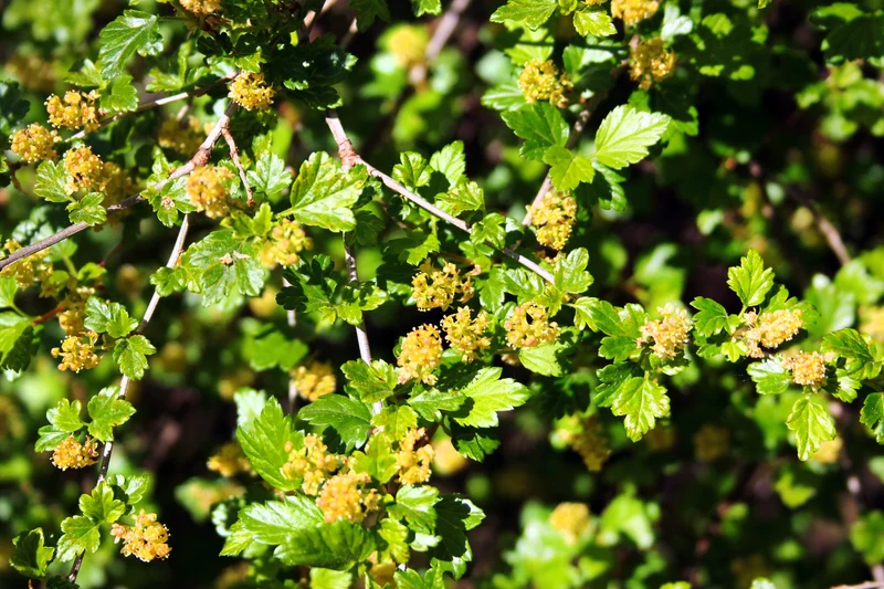 Gadellier alpin ‘Smithii’ ( Ribes alpinum ‘Smithii’)