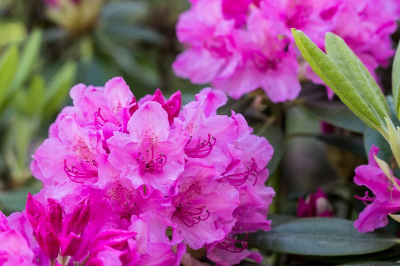 Rhododendron ‘Roseum Pink’ ( Rhododendron ‘Roseum Pink’)