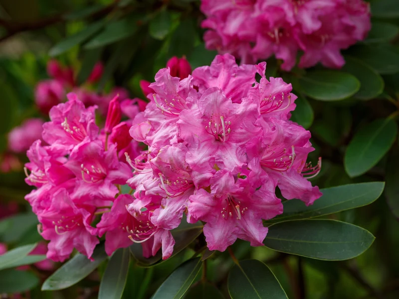 Rhododendron ‘Roseum Elegans’ ( Rhododendron ‘Roseum Elegans’)