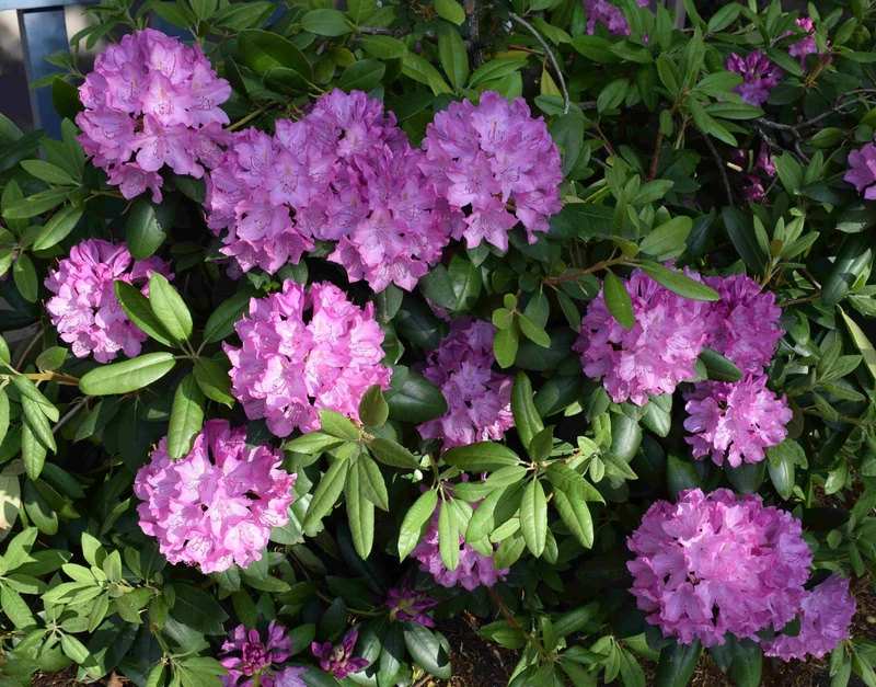 Rhododendron ‘Purple Passion’ ( Rhododendron ‘Purple Passion’)