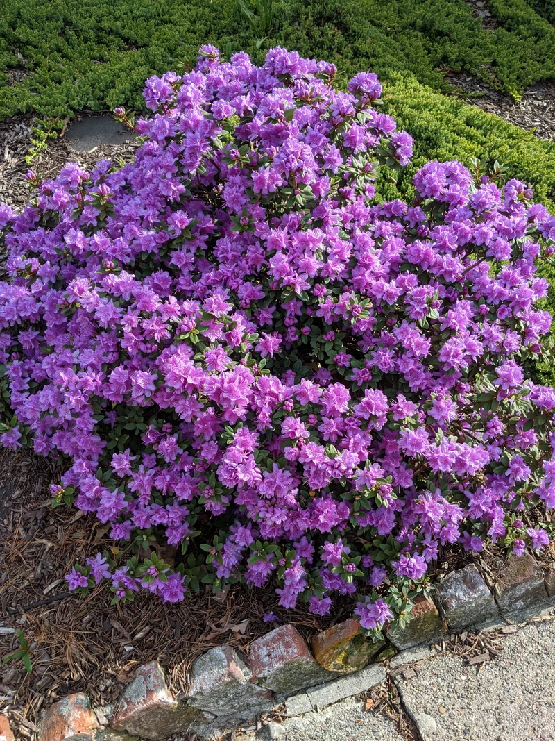 Rhododendron nain ‘Purple Gem’ ( Rhododendron ‘Purple Gem’)