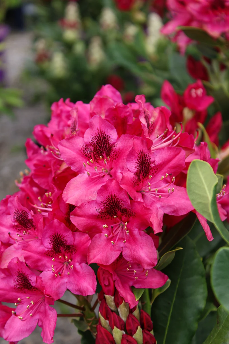 Rhododendron ‘Nova Zembla’ ( Rhododendron ‘Nova Zembla’)