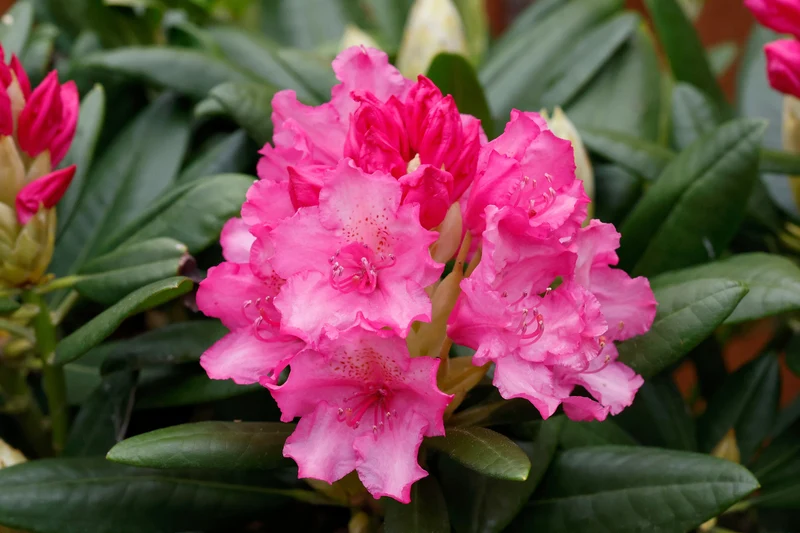 Rhododendron ‘Haaga’ ( Rhododendron ‘Haaga’)