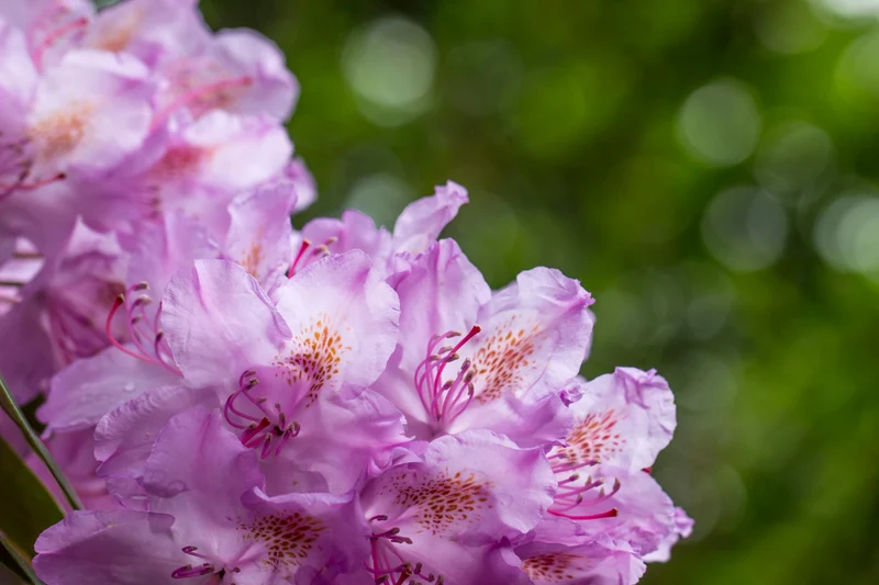 Rhododendron ‘English Roseum’ ( Rhododendron ‘English Roseum’)