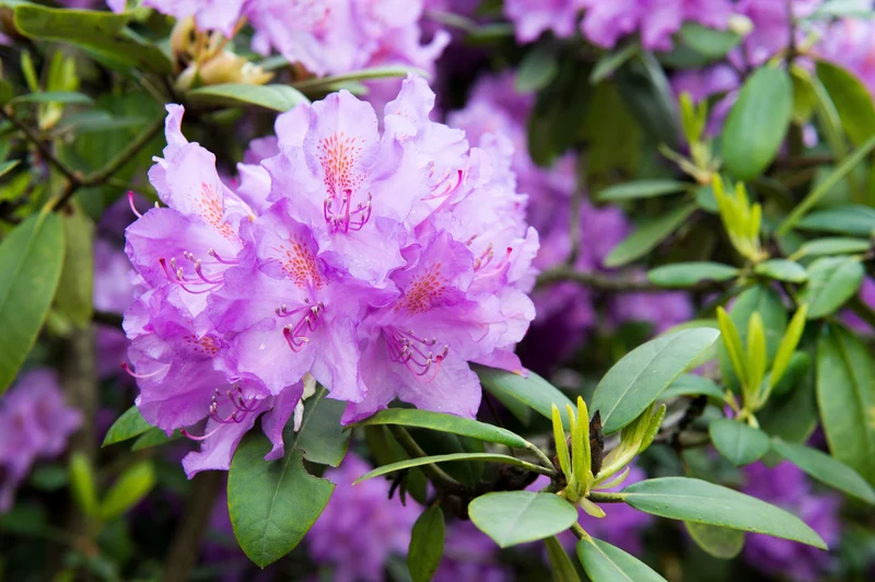 Rhododendron catawbiense ‘Boursault’ ( Rhododendron catawbiense ‘Boursault’)