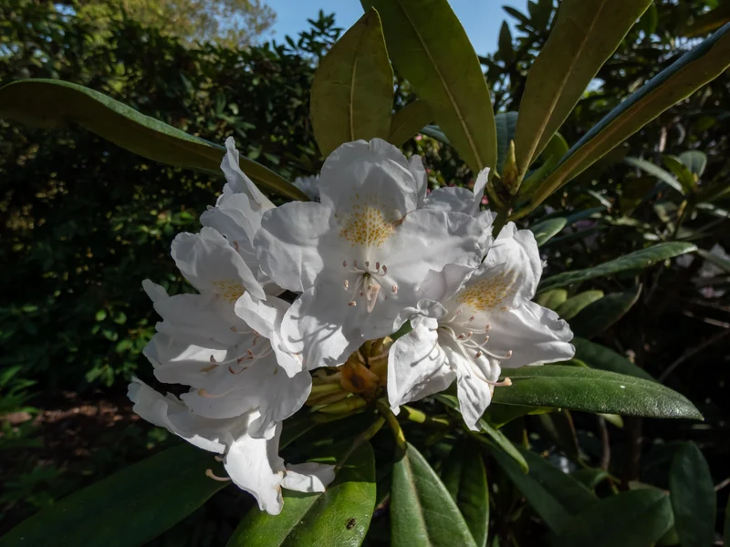 Rhododendron catawbiense ‘Album’ ( Rhododendron catawbiense ‘Album’)