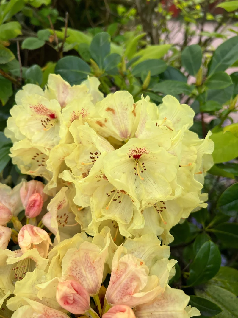 Rhododendron ‘Capistrano’ ( Rhododendron ‘Capistrano’)