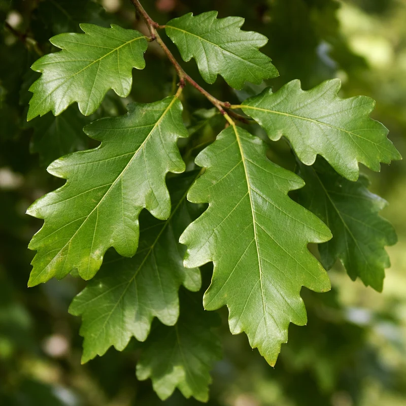 Quercus × Kindred Spirit