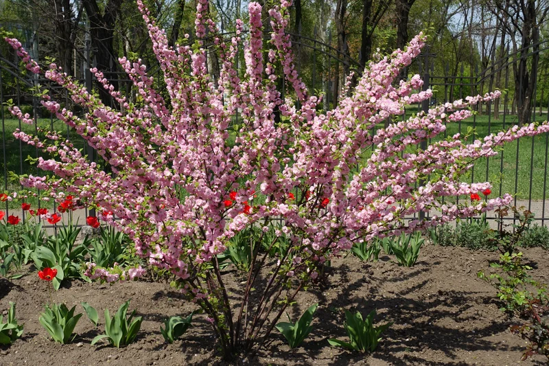 Amandier nain double ‘Multiplex’ ( Prunus triloba ‘Multiplex’)