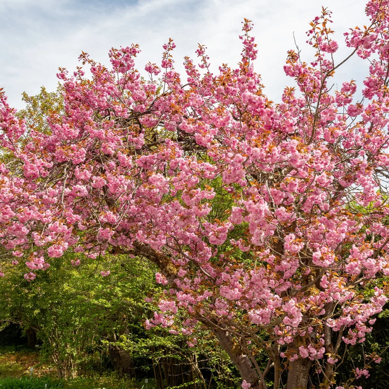 Cerisier japonais ‘Kanzan’ ( Prunus serrulata ‘Kanzan’)