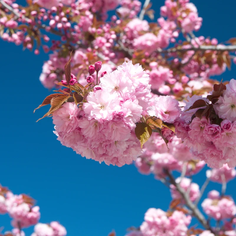 Cerisier japonais ‘Kanzan’ ( Prunus serrulata ‘Kanzan’)