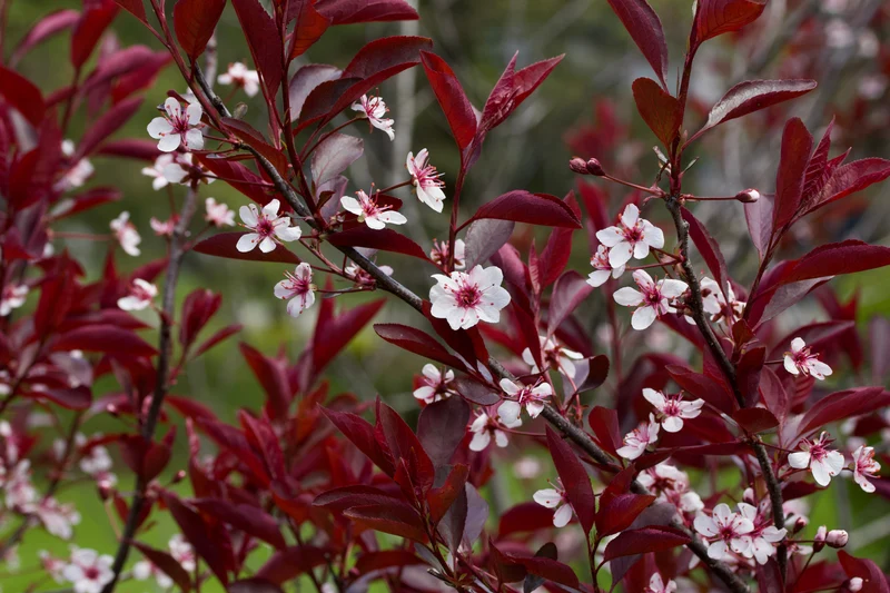 Prunier à feuilles pourpres ( Prunus × cistena )