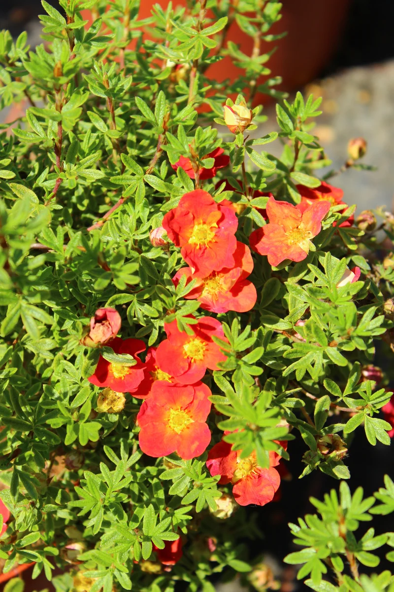 Potentille arbustive ‘Red Robin’ ( Potentilla fruticosa ‘Red Robin’)