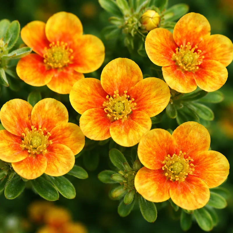Potentille arbustive ‘Mango Tango’ ( Potentilla fruticosa ‘Mango Tango’)