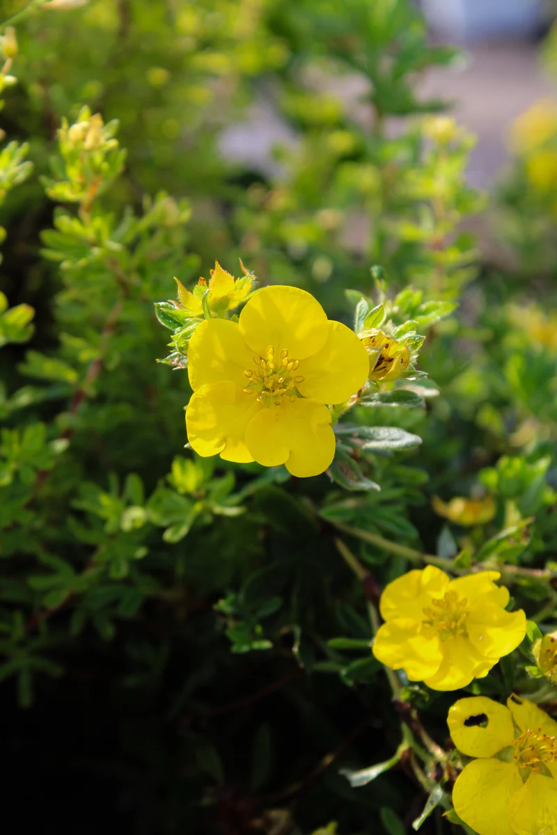 Potentille arbustive ‘Goldfinger’ ( Potentilla fruticosa ‘Goldfinger’)