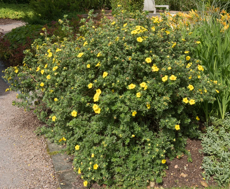 Potentille arbustive ‘Gold Star’ ( Potentilla fruticosa ‘Gold Star’)