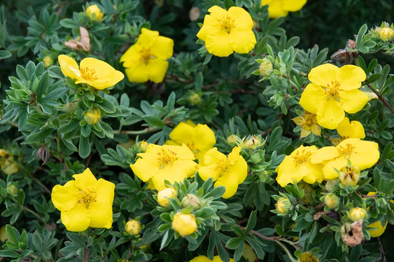 Potentille arbustive ‘Gold Star’ ( Potentilla fruticosa ‘Gold Star’)