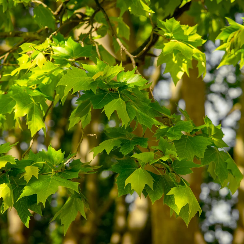 Platane à feuilles d’érable ‘Exclamation’ ( Platanus × acerifolia ‘Exclamation’)